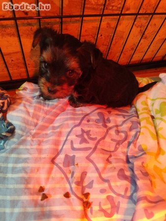 Yorkshire terrier fiú kutyus eladó