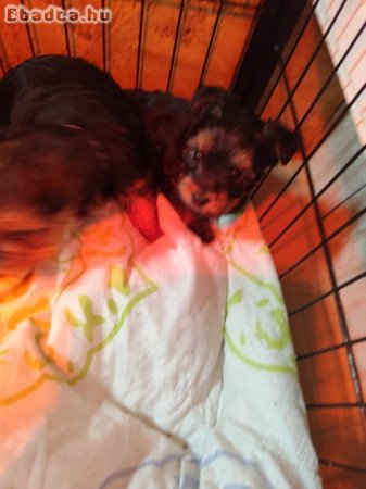 Yorkshire terrier fiú kutyus eladó