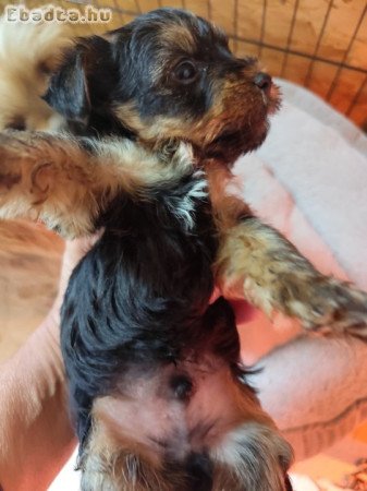 Yorkshire terrier fiú kutyus eladó