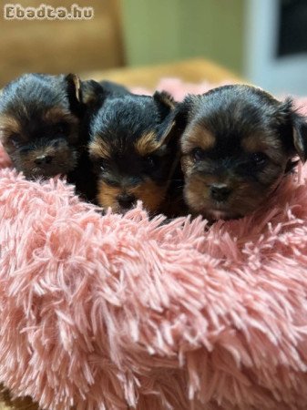 Yorkshire terrier mini kislányok és fiú.