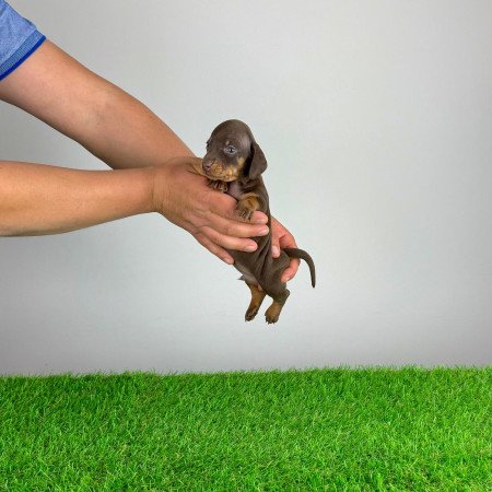 Törzskönyves Törpe tacskó kiskutya