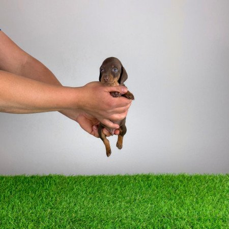 Törzskönyves Törpe tacskó kiskutya