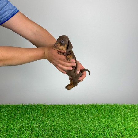 Törzskönyves Törpe tacskó kiskutya