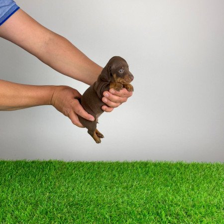 Törzskönyves Törpe tacskó kiskutya