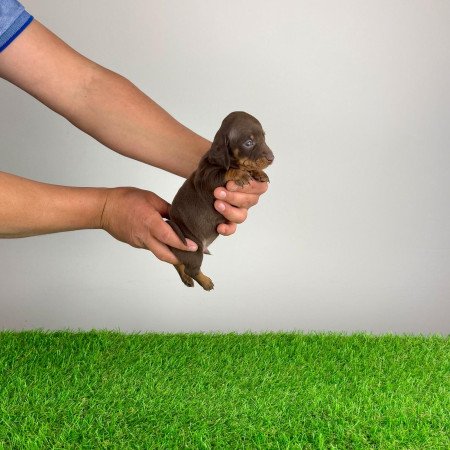 Törzskönyves Törpe tacskó kiskutya