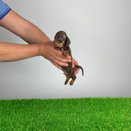 Törzskönyves Törpe tacskó kiskutya