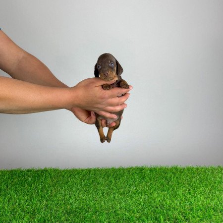 Törzskönyves Törpe tacskó kiskutya