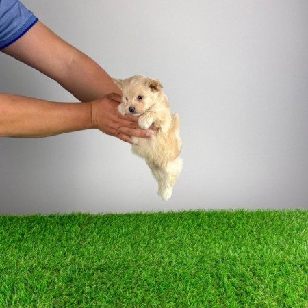 Pomapoo