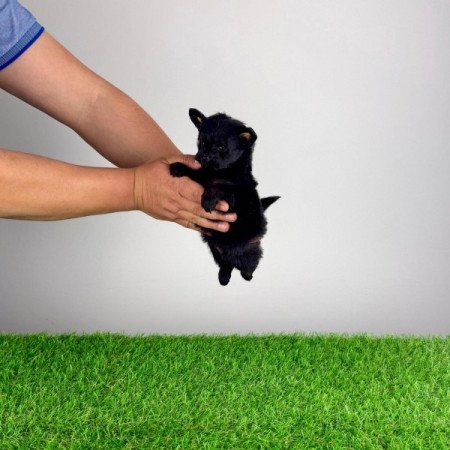 Pomapoo