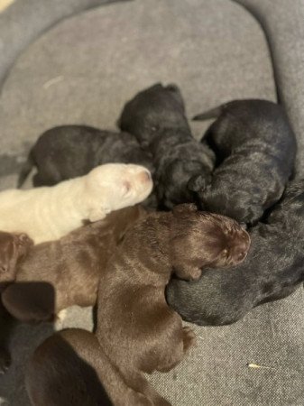 Labrador retriver