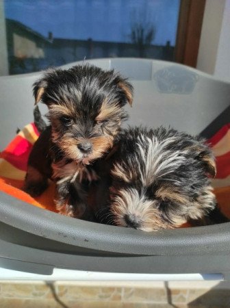 Yorkshir terrier