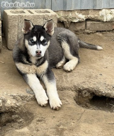 Eladó husky kutya