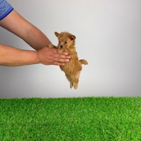 Pomapoo