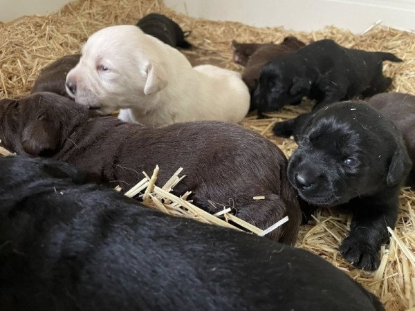 Labrador retriver
