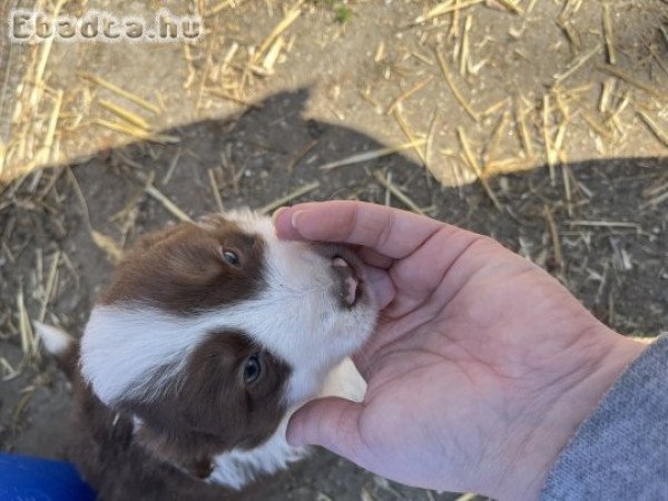 Border Collie Barna Fehér kiskutyák eladók