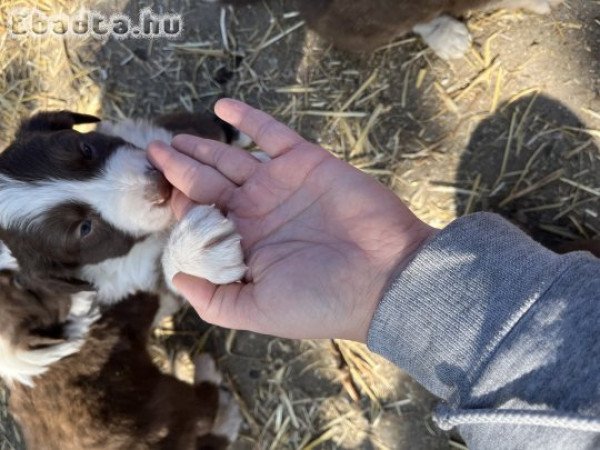 Border Collie Barna Fehér kiskutyák eladók