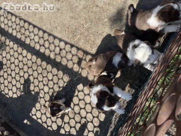 Border Collie Barna Fehér kiskutyák eladók
