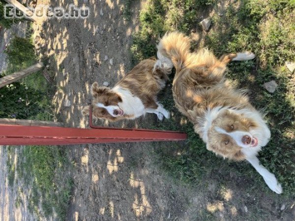 Border Collie Barna Fehér kiskutyák eladók