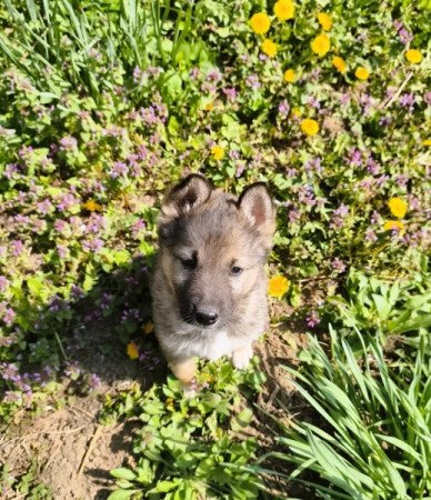 Németjuhász - Husky