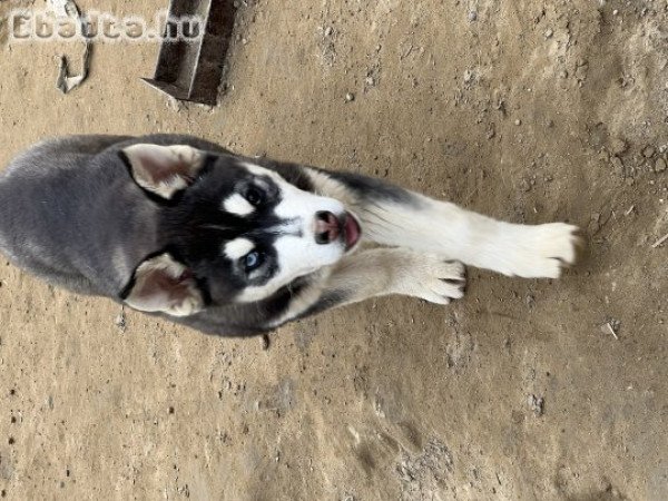 Eladó husky kutya