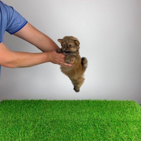 Pomapoo