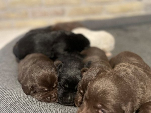Labrador retriver