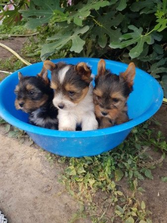 Yorkshire terrier