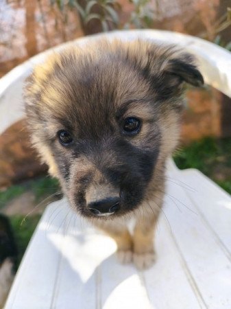 Németjuhász - Husky