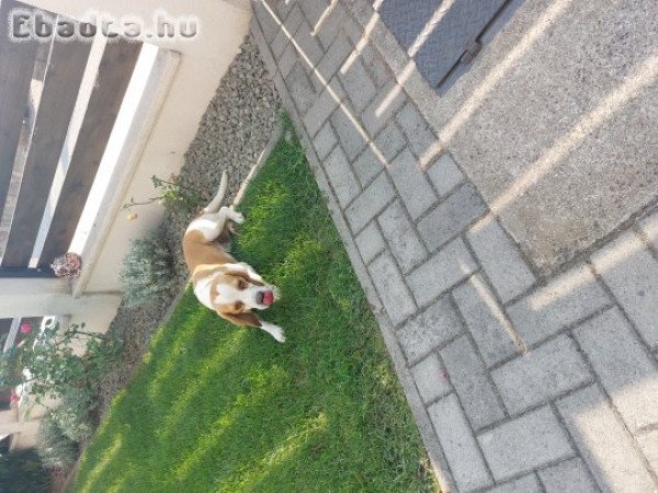 Beagle kan ivaros 2 éves