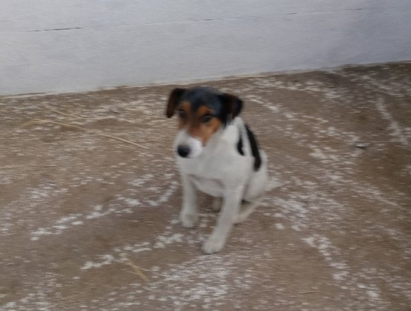 Foxi