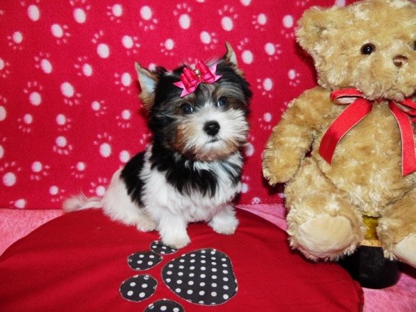 Biewer Yorkshire Terrier Yorki