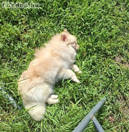 Pomerániai törpespitz