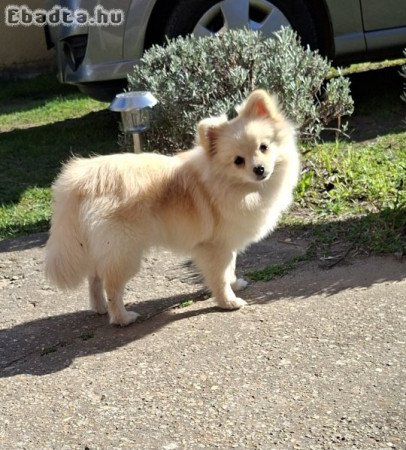 Pomerániai törpespitz