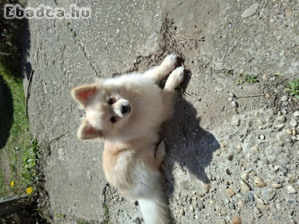 Pomerániai törpespitz