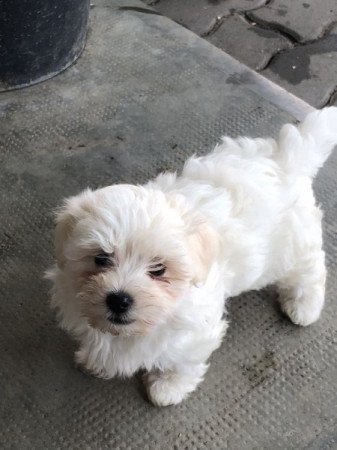 Bichon Havanese