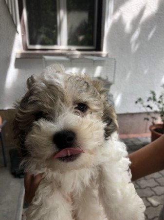 Bichon Havanese