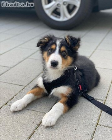 Egészséges border collie kölykök