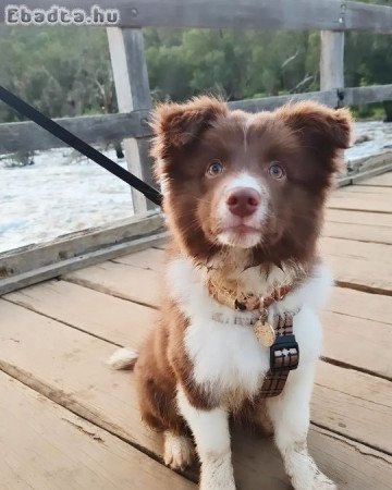 2 border collie kölyök