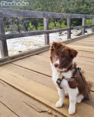 Kedves border collie kölykök