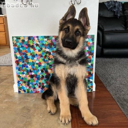 2 németjuhász kölyök