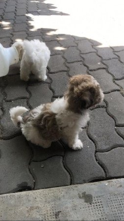 Bichon Havanese