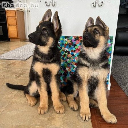 Gyönyörű németjuhász kölykeink vannak
