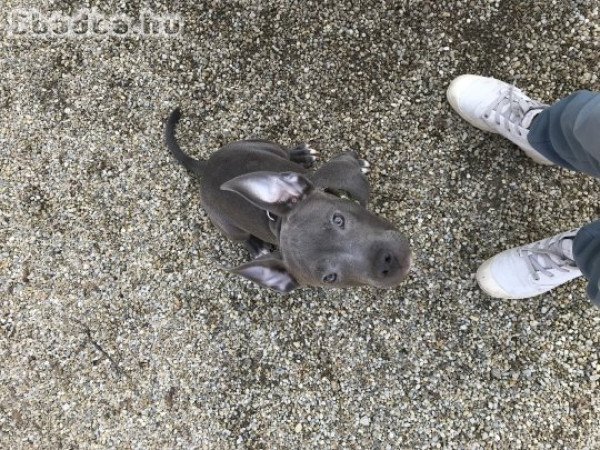 Americai Bully Classic