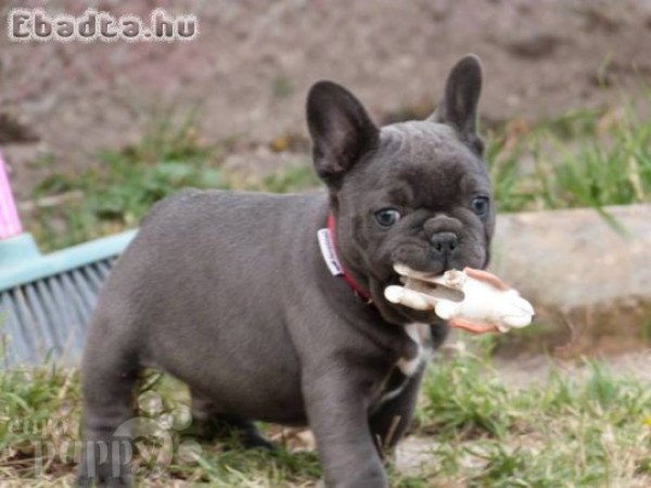 2 egészséges francia bulldog kölyök