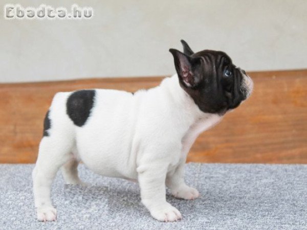 2 egészséges francia bulldog kölyök