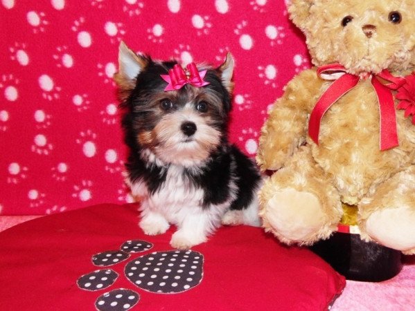 Biewer Yorkshire Terrier Yorki