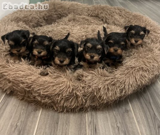 Yorkshire Terrier kan kiskutyák