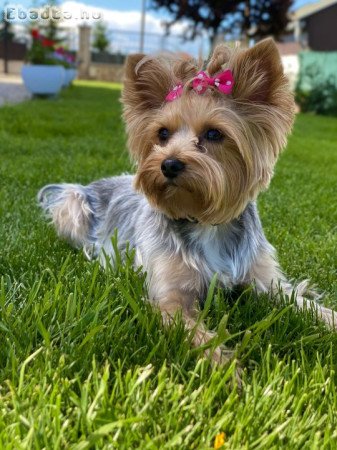 Yorkshire Terrier kan kiskutyák