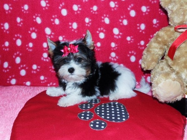 Biewer Yorkshire Terrier Yorki
