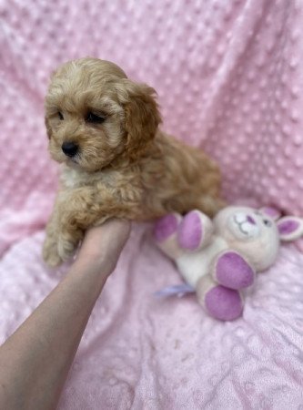 Maltipoo